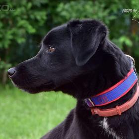 Foto inzerátu Darujeme opuštěného křížence