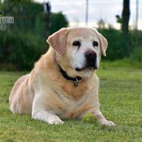 Darujeme opuštěného labradora / 19484458