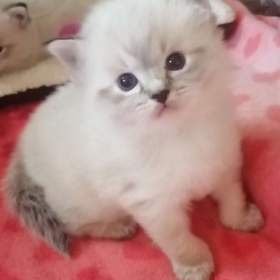 Ragdoll bez PP  / 19484494