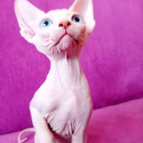 SPHYNX koťátka bez PP / 19484568