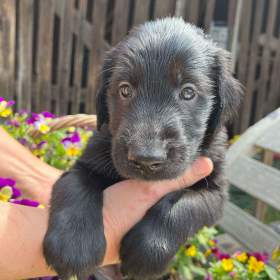 štěňátko Flat Coated Retriever / 19487184