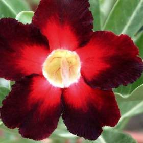 Adenium obesum apollo -  semena / 19488267