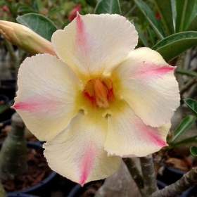 Adenium obesum yellow dream -  semena / 19488539
