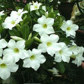Adenium obesum super platinum -  semena / 19488554