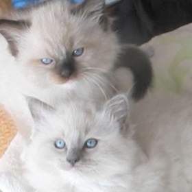 Koťátka Ragdoll s PP na luxusního mazlíčka / 19488752