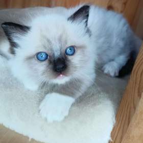 Koťátka Ragdoll s PP na luxusního mazlíčka / 19488752