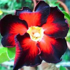 Adenium obesum black fire -  semena / 19491806