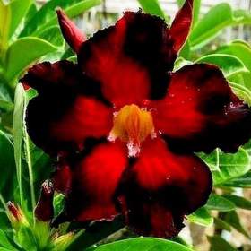 Adenium obesum double black fire -  semena / 19491827