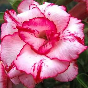 Adenium obesum Lady Gaga -  semena / 19491840