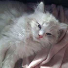 Ragdoll koťata s PP / 19492232