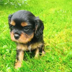 Kavalírk king charles spaniel -  štěňátka s PP / 19494457