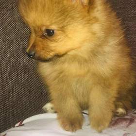 Pomerian mini / 19494522