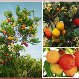 Arbutus Unedo -  semena / 19494652