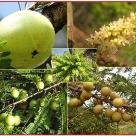 Phyllanthus Emblica -  Angrešt indický -  semena / 19494658