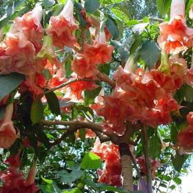 řízek Brugmansia Phänomenal / 19494665