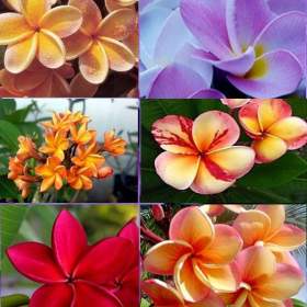 sazenice Plumeria Frangipani mix barev / 19494682