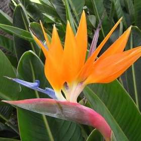 Sazenice Strelitzia Reginae / 19494854