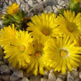 Fotka k inzerátu Prodám sazenice skalniček, trvalek, pivoněk a zahradních orchidejí. / 19390385