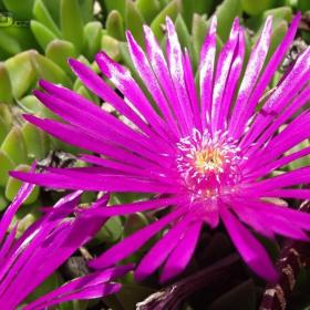 Foto inzerátu Prodám sazenice skalniček,trvalek,pivoněk a zahradních orchidejí.