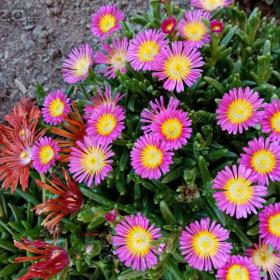 Foto inzerátu Prodám sazenice skalniček,trvalek,pivoněk a zahradních orchidejí.