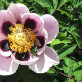 Foto inzerátu Prodám sazenice skalniček,trvalek,pivoněk a zahradních orchidejí.