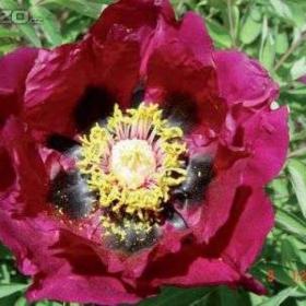 Foto inzerátu Prodám sazenice skalniček,trvalek,pivoněk a zahradních orchidejí.