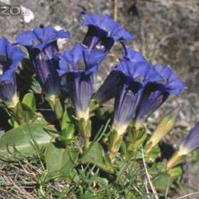 Foto inzerátu Prodám sazenice skalniček,trvalek,pivoněk a zahradních orchidejí.