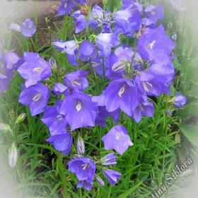 Foto inzerátu Prodám sazenice skalniček,trvalek,pivoněk a zahradních orchidejí.