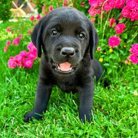 Labradorský Retriever s PP / 19496832