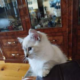 Ragdoll  / 19496835