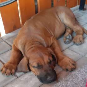 Rhodéský ridgeback  / 19496905