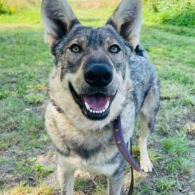 Fotka k inzerátu ATREJ -  kastrovaný psík 2 roky  / 19435544