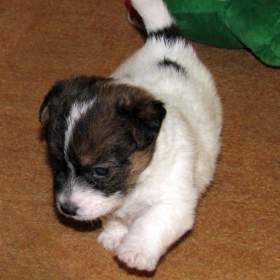 Jack Russell teriér – 2 pejsci + 2 fenky s PP k rezervaci / 19499244