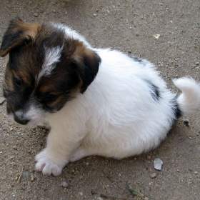 Jack Russell teriér – poslední fenka a 2 pejsci s PP k rezervaci / 19499244