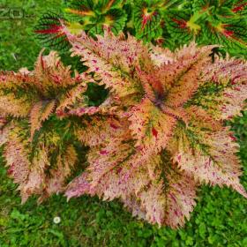 Foto inzerátu Coleus - Africká okrasná kopřiva
