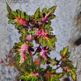 Foto inzerátu Coleus - Africká okrasná kopřiva