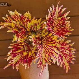 Foto inzerátu Coleus - Africká okrasná kopřiva