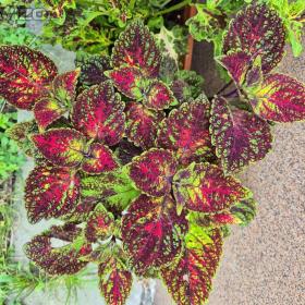 Foto inzerátu Coleus - Africká okrasná kopřiva