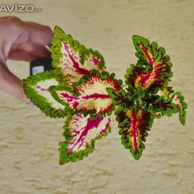 Foto inzerátu Coleus - Africká okrasná kopřiva