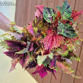 Foto inzerátu Coleus - Africká okrasná kopřiva