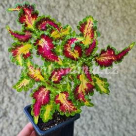 Foto inzerátu Coleus - Africká okrasná kopřiva