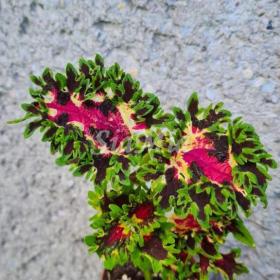 Foto inzerátu Coleus - Africká okrasná kopřiva