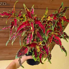 Foto inzerátu Coleus - Africká okrasná kopřiva