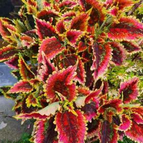 Foto inzerátu Coleus - Africká okrasná kopřiva