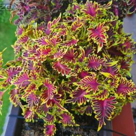 Foto inzerátu Coleus - Africká okrasná kopřiva