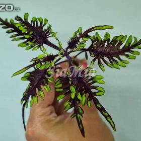 Foto inzerátu Coleus - Africká okrasná kopřiva