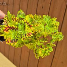 Foto inzerátu Coleus - Africká okrasná kopřiva