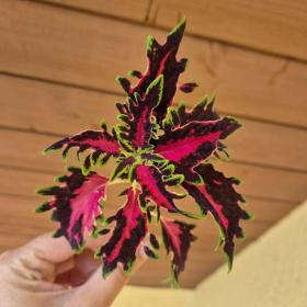 Foto inzerátu Coleus - Africká okrasná kopřiva