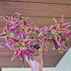 Foto inzerátu Coleus - Africká okrasná kopřiva