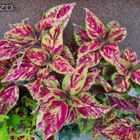 Foto inzerátu Coleus - Africká okrasná kopřiva